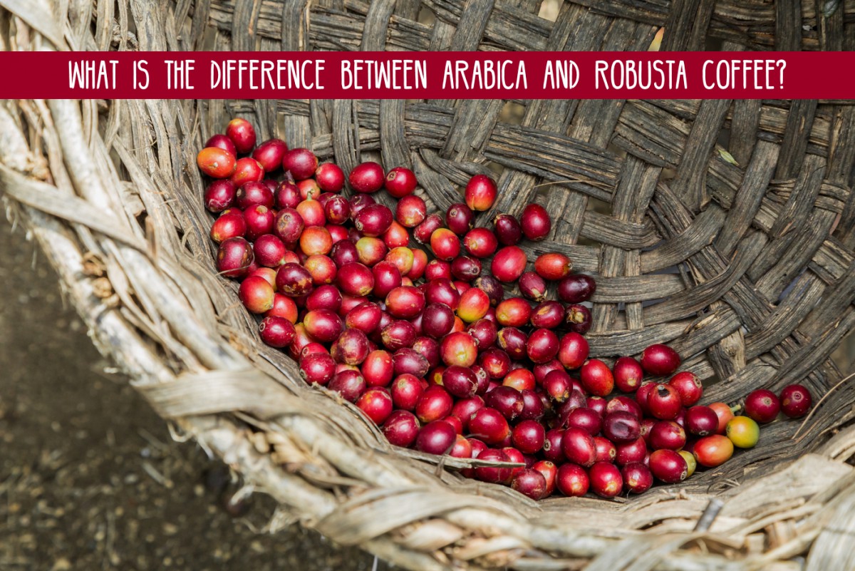 What is the Difference Between Arabica and Robusta Coffee ...