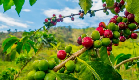 Watch a coffee plant sprout and grow