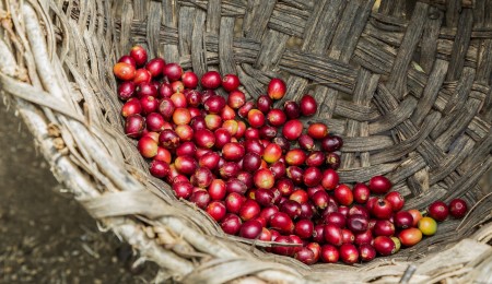 What is the difference between arabica and robusta coffee?