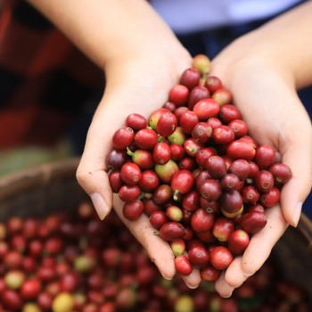 Coffee Cherries